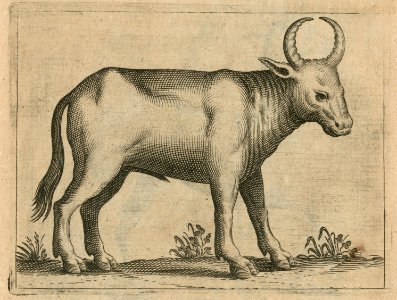 Bovid from Egypt, most probably of the genus Bos indicus or Zebu - Breuning Von Buchenbach Hans Jacob - 1612