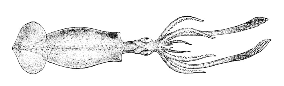 Brachioteuthis riisei1