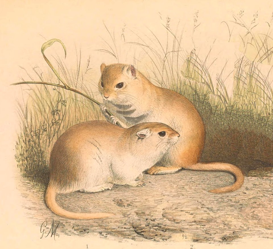 Brachiones
