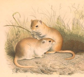 Brachiones