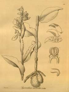 Brachycorythis macrantha (as Gymnadenia macrantha) - Xenia 3 pl 236