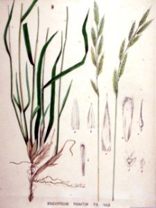 Brachypodium pinnatum — Flora Batava — Volume v19