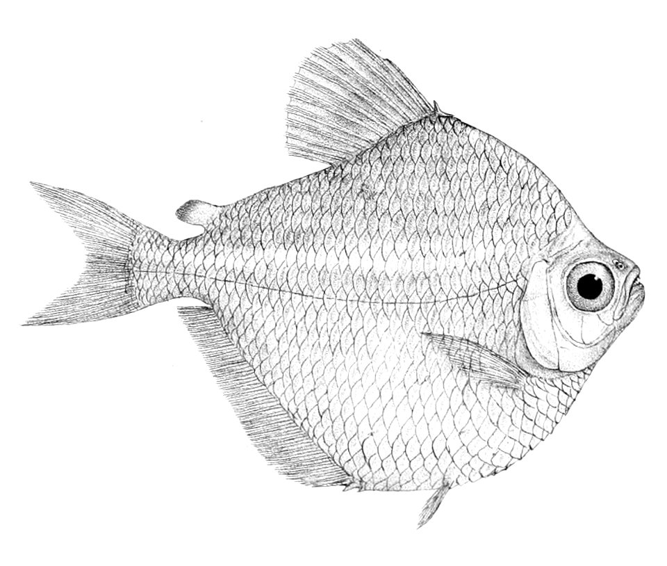 Brachychalcinus retrospina