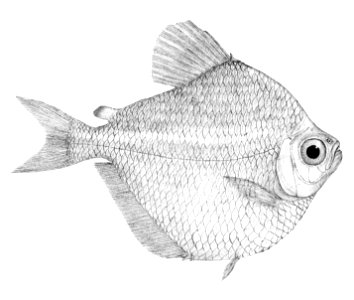 Brachychalcinus retrospina