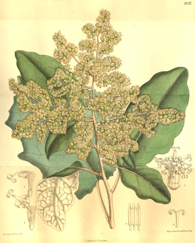 Brachyglottis repanda