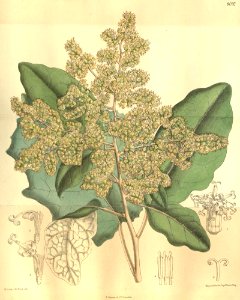 Brachyglottis repanda