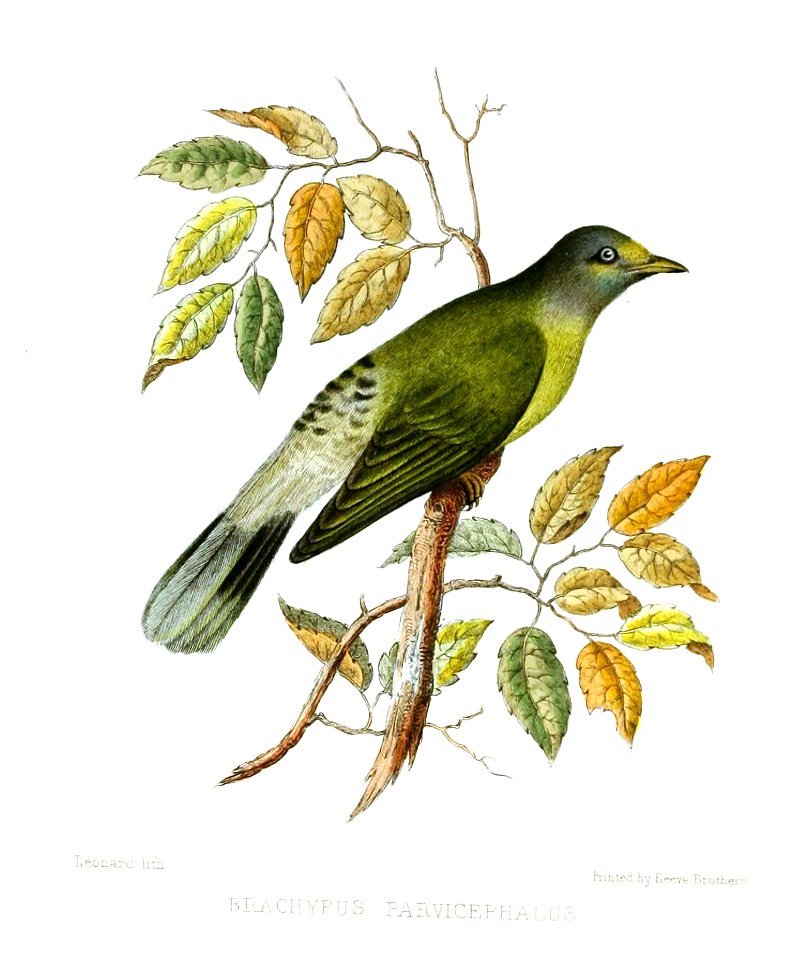 BrachypusParvicephalusJerdon