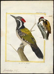Brachypternus aurantius - 1700-1880 - Print - Iconographia Zoologica - Special Collections University of Amsterdam - UBA01 IZ18700335