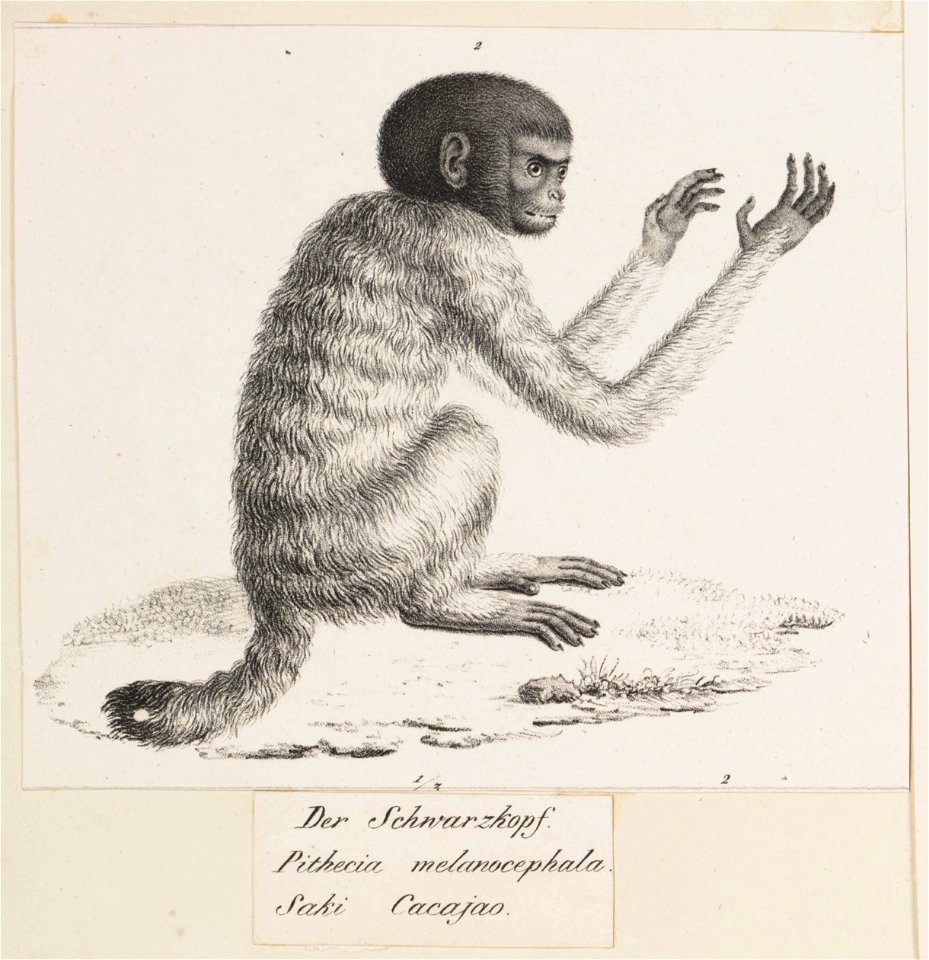 Brachyurus melanocephalus - 1809-1845 - Print - Iconographia Zoologica - Special Collections University of Amsterdam - UBA01 IZ20200251-DO1
