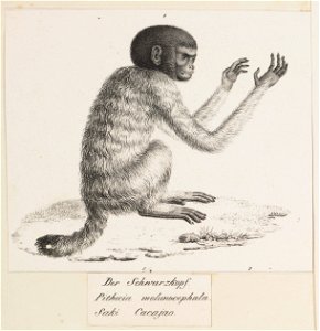 Brachyurus melanocephalus - 1809-1845 - Print - Iconographia Zoologica - Special Collections University of Amsterdam - UBA01 IZ20200251-DO1