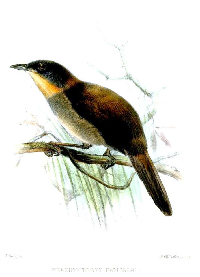 BrachypteryxPalliseriSmit