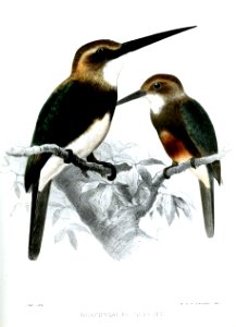 BrachygalbaGoeringiSmit