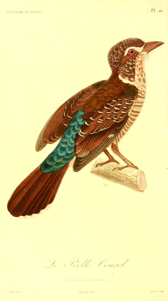 Brachypteracias leptosomus 1831