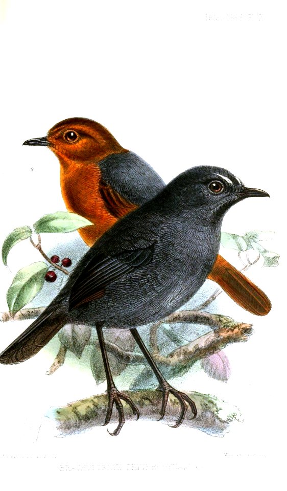 BrachypteryxErythrogynaKeulemans