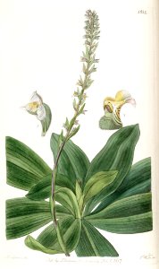 Brachystele bracteosa (as Spiranthes bracteosa) - Edwards vol 23 pl 1934 (1837)