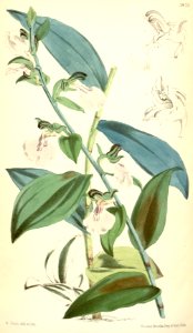 Brachycorythis macrantha (as syn. Eulophia helleborina) - Curtis' 96 (Ser. 3 no. 26) pl. 5875 (1870)