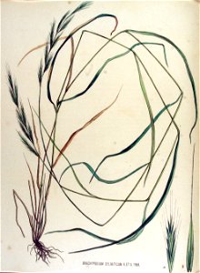 Brachypodium sylvaticum — Flora Batava — Volume v15