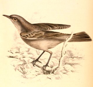 Bradornis infuscatus infuscatus 1838