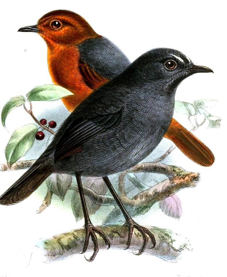 BrachypteryxErythrogynaKeulemans (cropped)