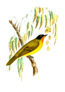 BrachypusRubineusJerdon