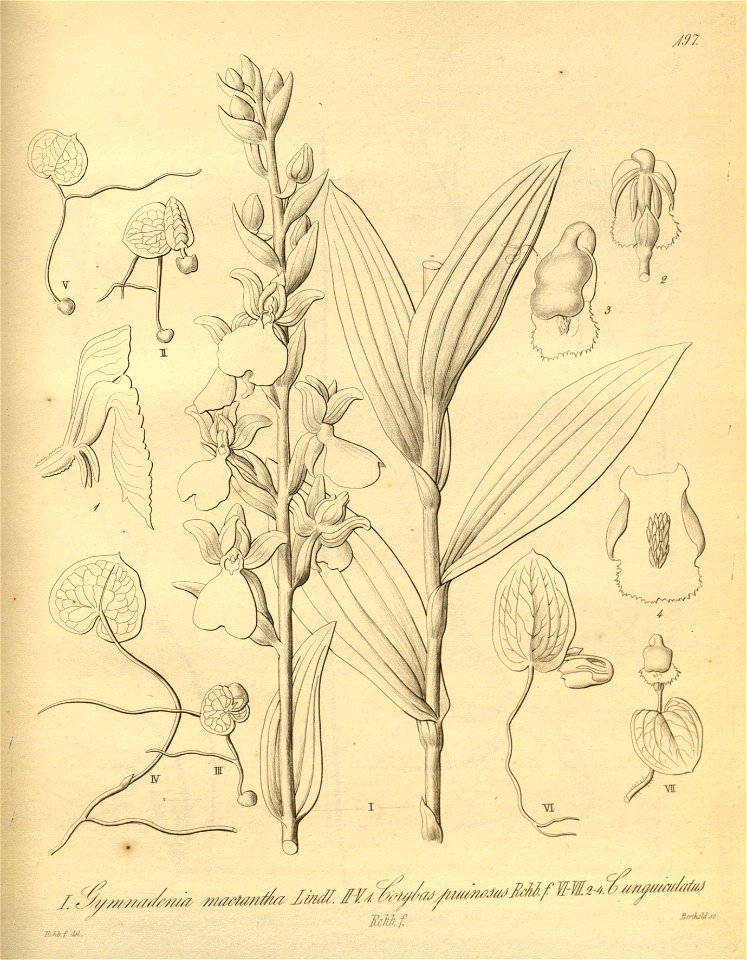 Brachycorythis macrantha (as Gymnadenia macrantha) - Corybas pruinosus - Corybas unguiculatus - Xenia 2 pl 197