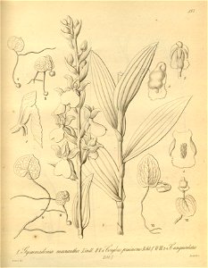 Brachycorythis macrantha (as Gymnadenia macrantha) - Corybas pruinosus - Corybas unguiculatus - Xenia 2 pl 197. Free illustration for personal and commercial use.