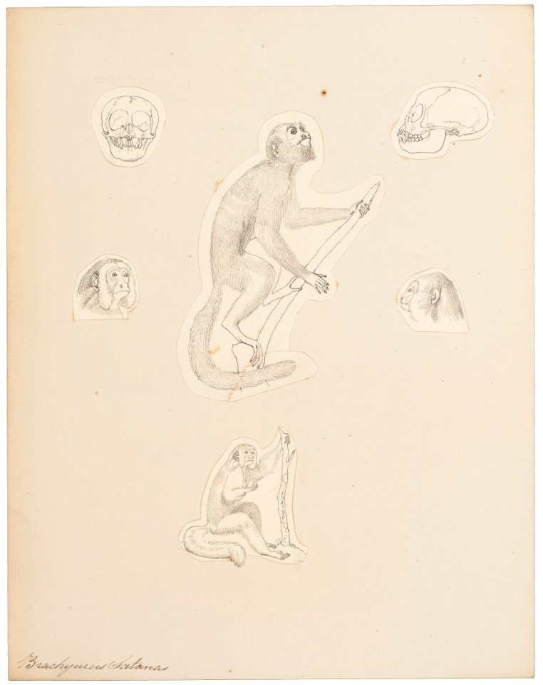 Brachyurus satanas - 1829-1867 - Print - Iconographia Zoologica - Special Collections University of Amsterdam - UBA01 IZ20200240