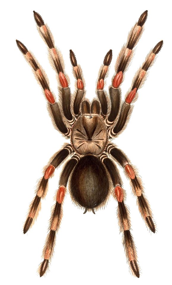 Brachypelma smithi (F. O. Pickard-Cambridge, 1897)