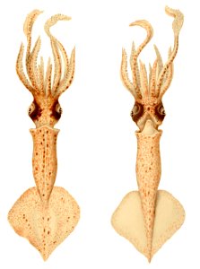 Brachioteuthis1