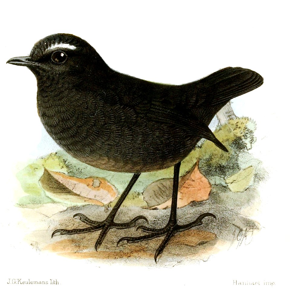 BrachypteryxSaturataKeulemans