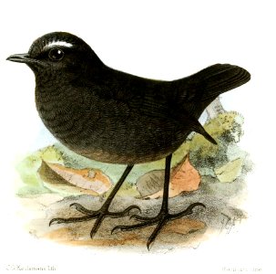 BrachypteryxSaturataKeulemans