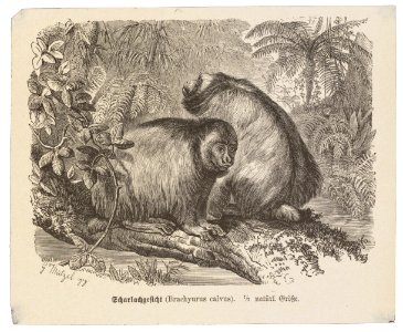Brachyurus calvus - 1700-1880 - Print - Iconographia Zoologica - Special Collections University of Amsterdam - UBA01 IZ20200249