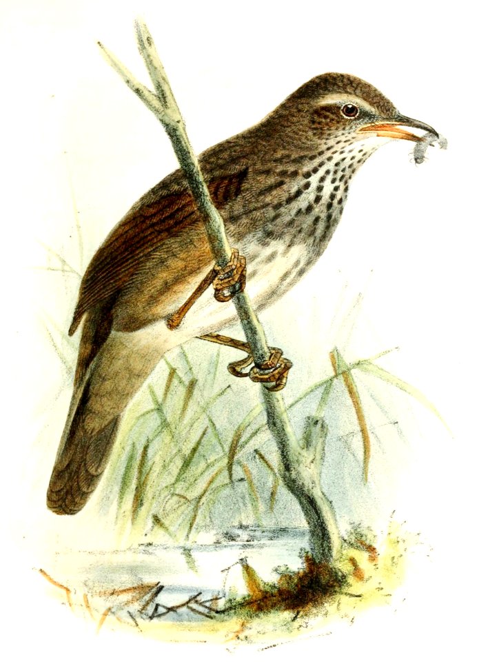 Bradypterus barratti 1876