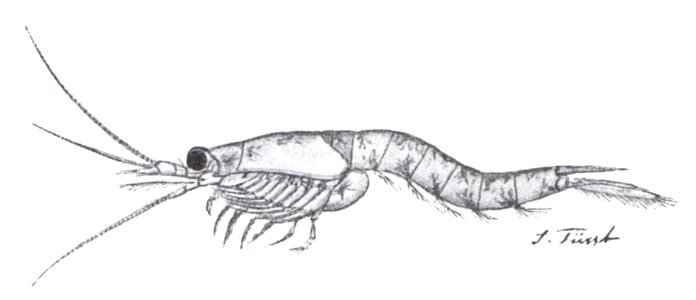 Brackwasserkrebs, Spaltfußkrabbe (Mysis vulgaris)