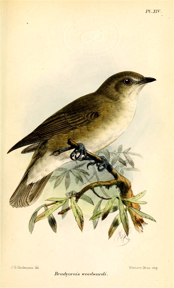 BradyornisWoodwardiKeulemans