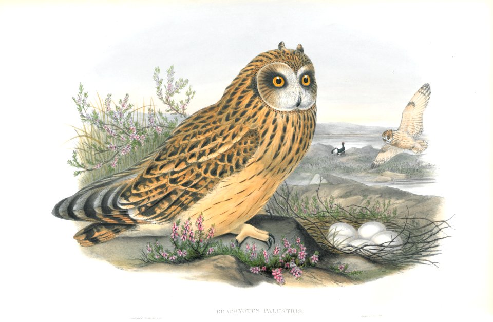 Brachyotus Palustris