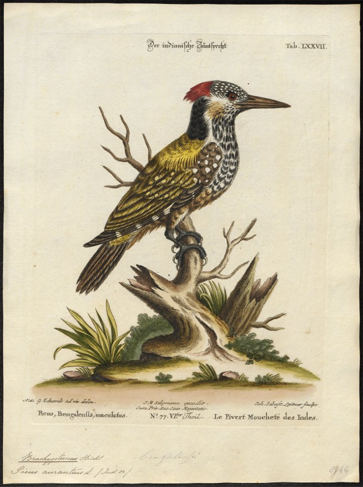 Brachypternus aurantius - 1700-1880 - Print - Iconographia Zoologica - Special Collections University of Amsterdam - UBA01 IZ18700337