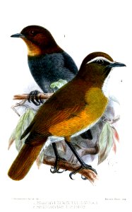BrachypteryxRhinomyiasKeulemans