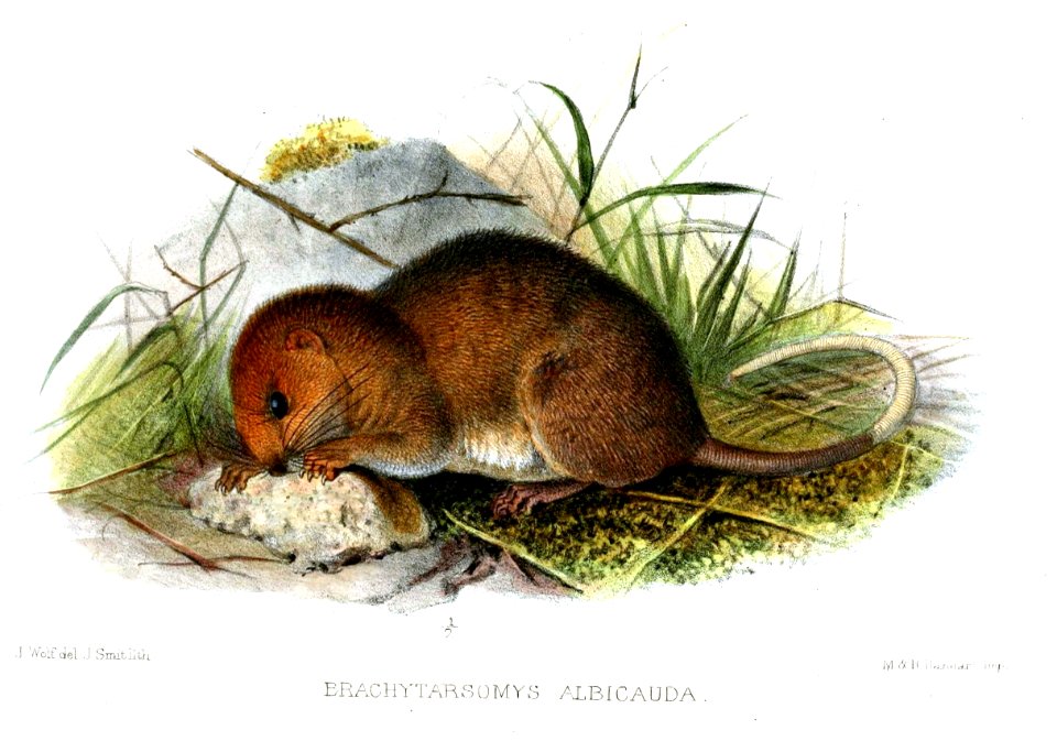BrachytarsomysAlbicaudataWolfSmit