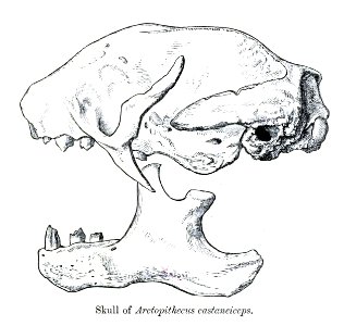 BradypusVariegatusSkullPZSL1871
