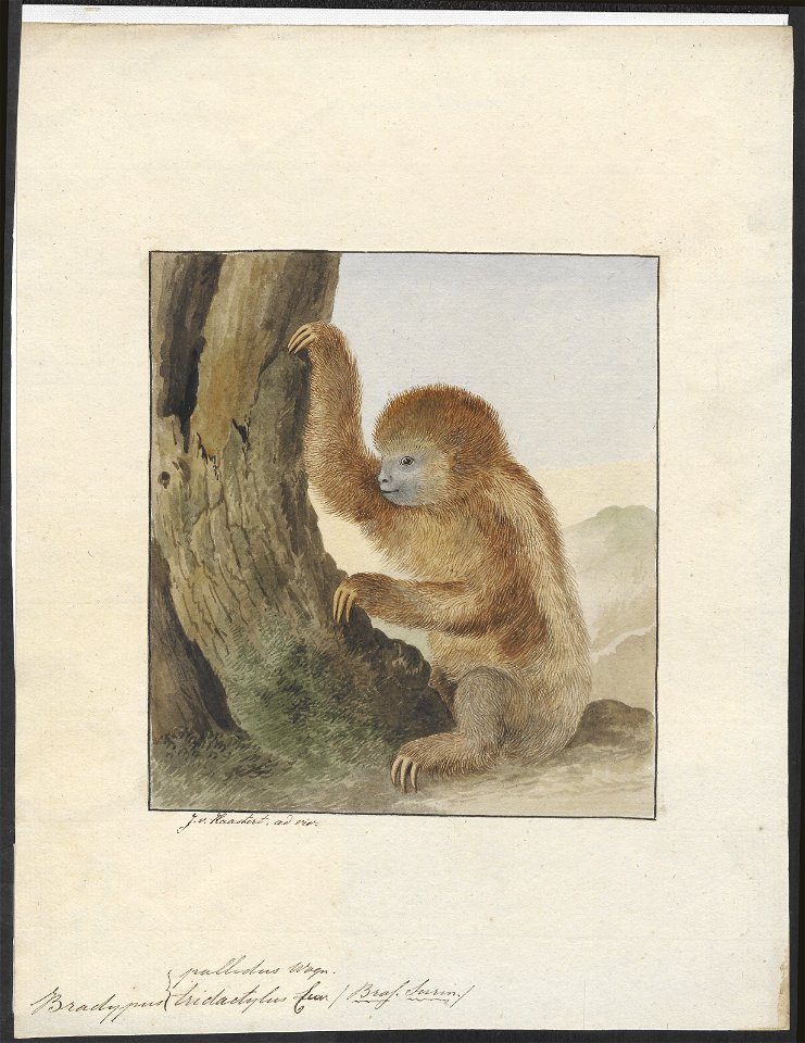 Bradypus tridactylus - 1753-1834 - Print - Iconographia Zoologica - Special Collections University of Amsterdam - UBA01 IZA1000212