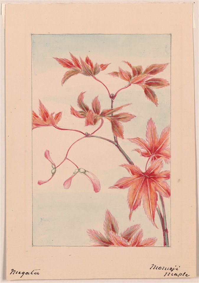 Branch of a maple tree with leaves and seeds) - Megata LCCN2009630066