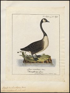 Branta canadensis - 1700-1880 - Print - Iconographia Zoologica - Special Collections University of Amsterdam - UBA01 IZ17600171