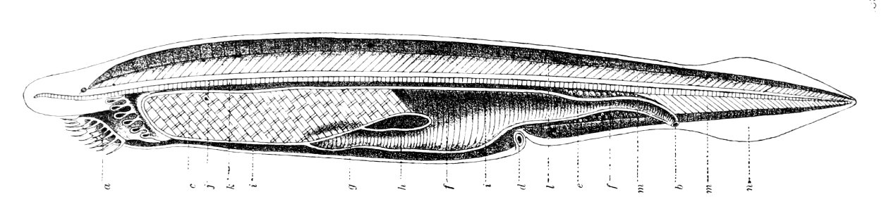 Branchiostoma lanceolatum Gervais