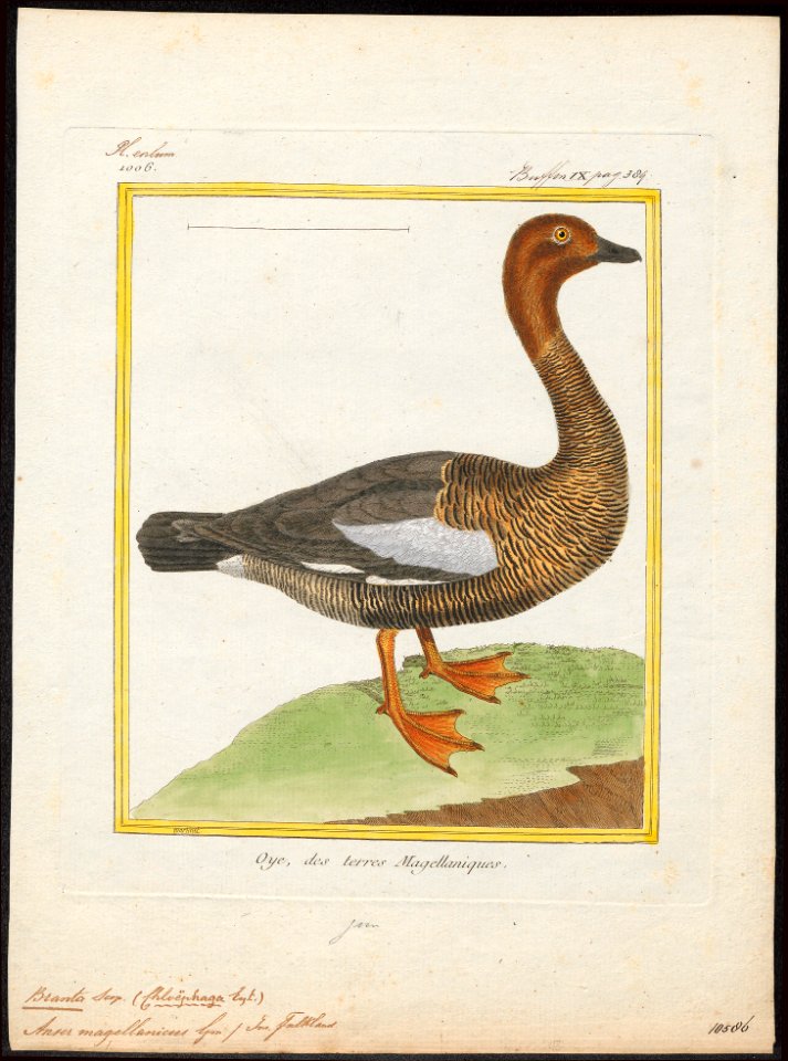 Branta magellanica - 1700-1880 - Print - Iconographia Zoologica - Special Collections University of Amsterdam - UBA01 IZ17600193