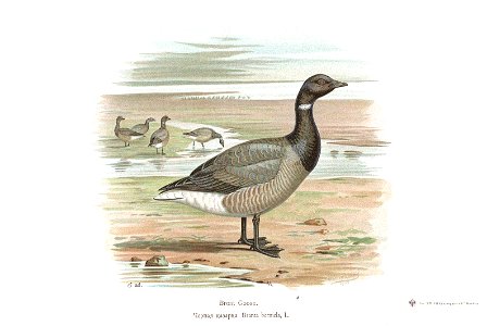 Branta bernicla 1 Alpheraky
