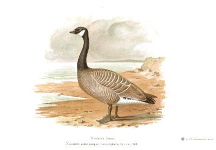 Branta canadensis Alpheraky