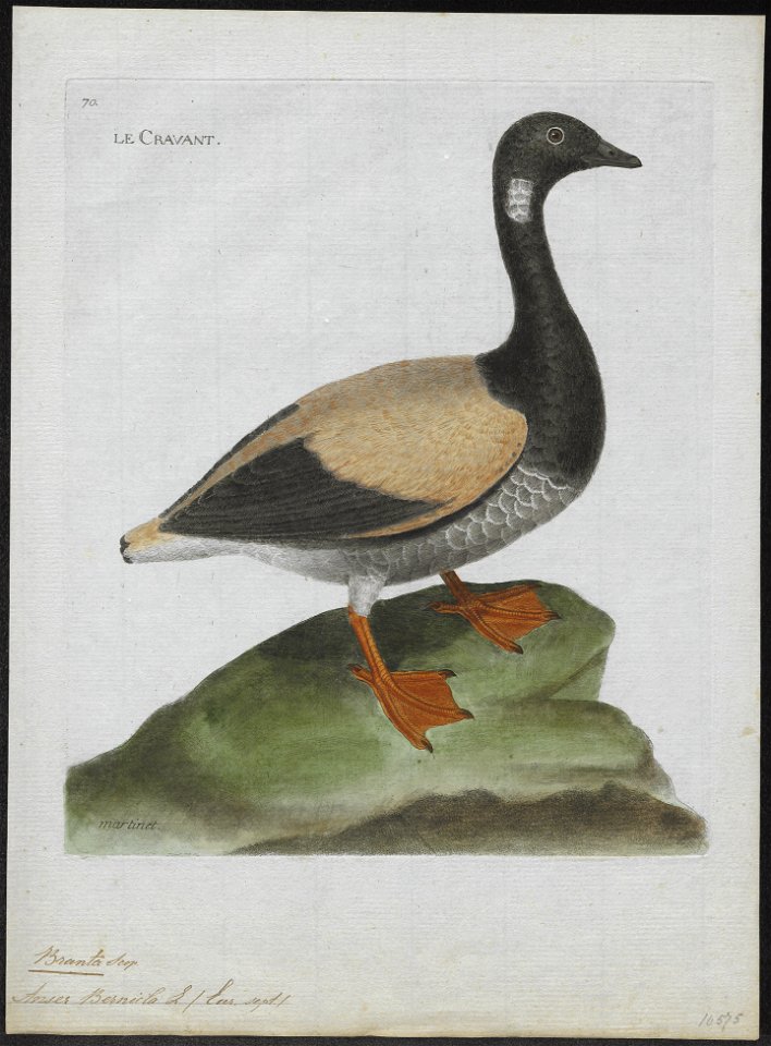Branta bernicla - 1790-1796 - Print - Iconographia Zoologica - Special Collections University of Amsterdam - UBA01 IZ17600163