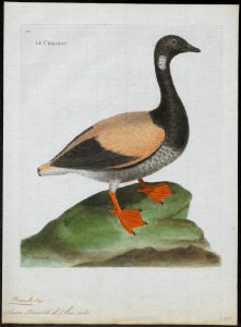 Branta bernicla - 1790-1796 - Print - Iconographia Zoologica - Special Collections University of Amsterdam - UBA01 IZ17600163