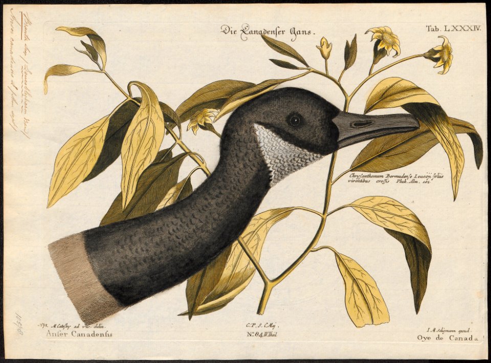 Branta canadensis - 1700-1880 - Print - Iconographia Zoologica - Special Collections University of Amsterdam - UBA01 IZ17600175